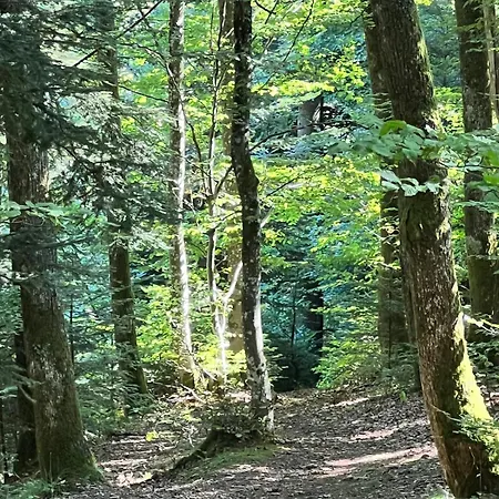 Maison En Lisiere De Foret, Montagne Et Vignobles Ferienhaus Rammersmatt